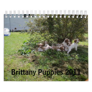Brittany valpar 2011 kalender