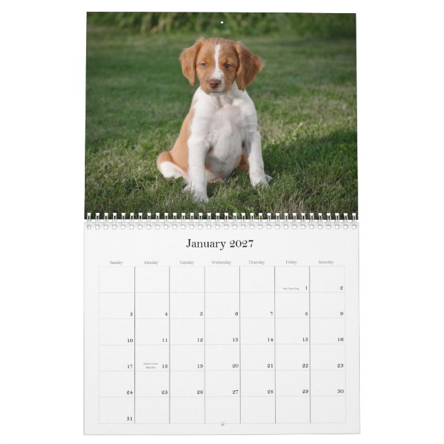 Brittany valpkalender kalender (Jan 2027)