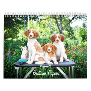 Brittany valpkalender kalender