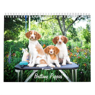 Brittany valpkalender kalender
