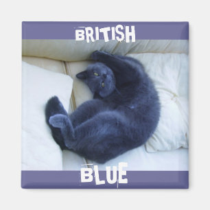 BRITTISK BLÅTTKATT MAGNET