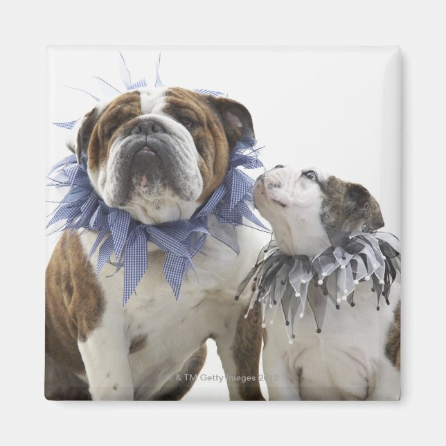 Brittisk bulldog och marionett med jesterhalsband. magnet (Framsidan)