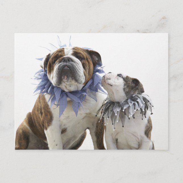 Brittisk bulldogg och valp som bär narrkrage, vykort (Framsida)