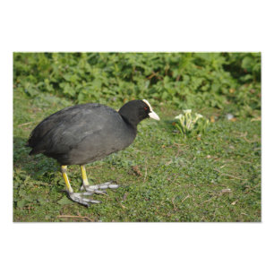 Brittisk Coot Fototryck