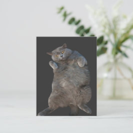 Brittisk Shorthair Cat Kattunge Lutning på baksida Vykort