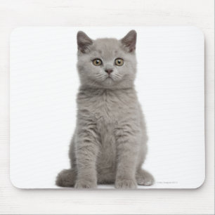 Brittisk Shorthair kattunge (10 gammala veckor) 2 Musmatta