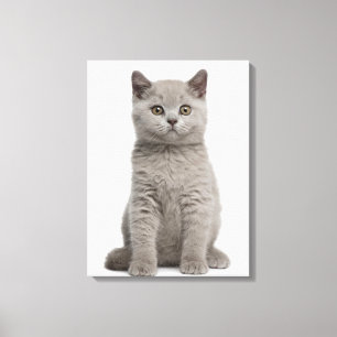 Brittisk Shorthair kattunge (10 gammala veckor) Canvastryck