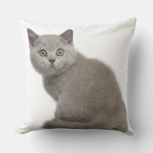 Brittisk Shorthair kattunge (10 gammala veckor) Kudde