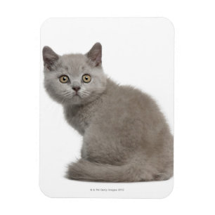 Brittisk Shorthair kattunge   10 gammala veckor Magnet