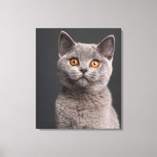 Brittisk Shorthair kattunge (3 gammala månader) Canvastryck