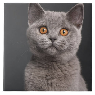 Brittisk Shorthair kattunge (3 gammala månader) Kakelplatta