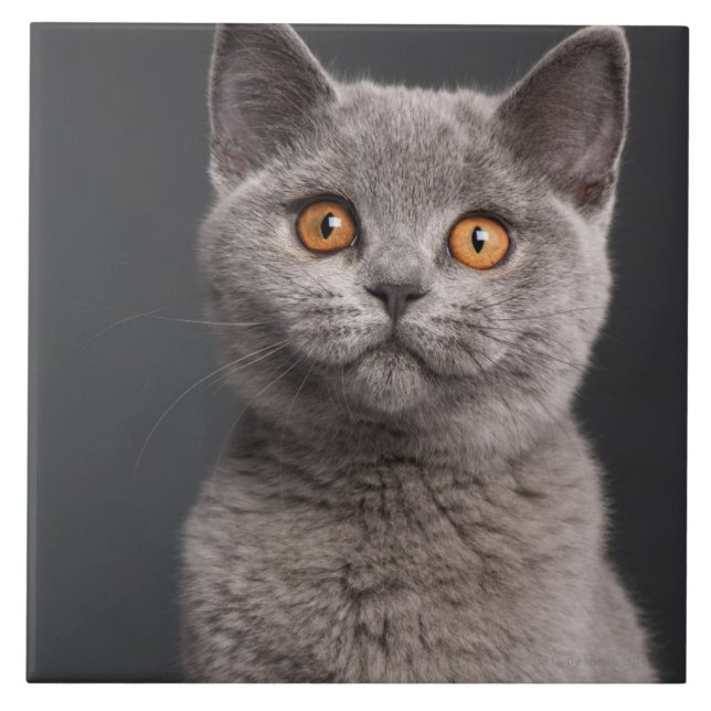 Brittisk Shorthair kattunge (3 gammala månader) Kakelplatta (Framsidan)
