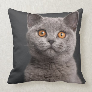 Brittisk Shorthair kattunge (3 gammala månader) Kudde