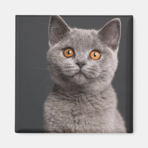 Brittisk Shorthair kattunge (3 gammala månader) Magnet