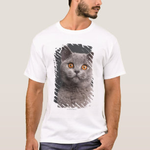 Brittisk Shorthair kattunge (3 gammala månader) T-shirt