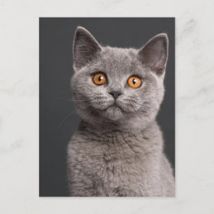 Brittisk Shorthair kattunge (3 gammala månader) Vykort
