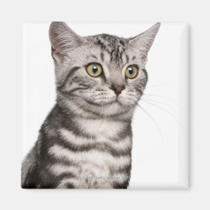 Brittisk Shorthair kattunge (4 gammala månader) Magnet