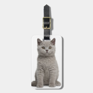 Brittisk Shorthair kattunge Bagagebricka