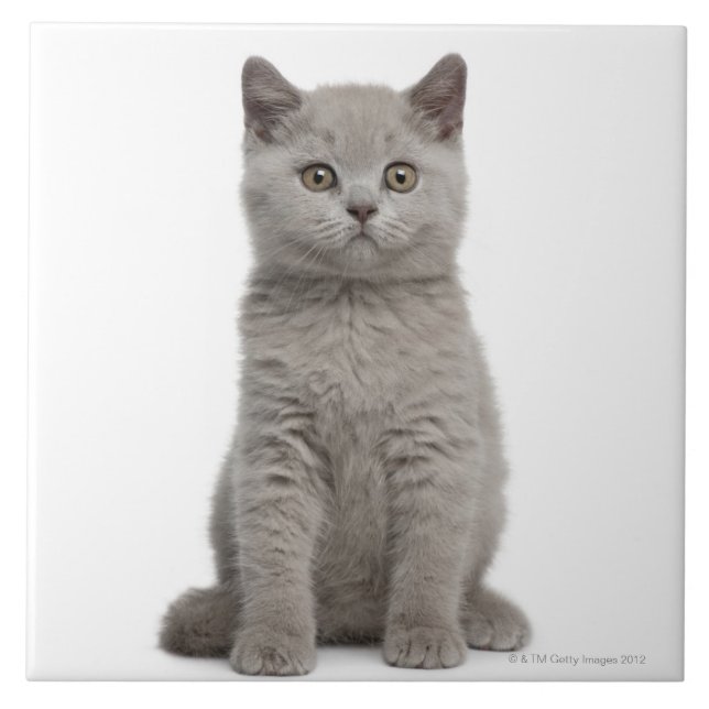 Brittisk Shorthair kattunge Kakelplatta (Framsidan)