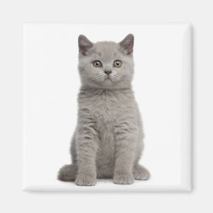 Brittisk Shorthair kattunge Magnet