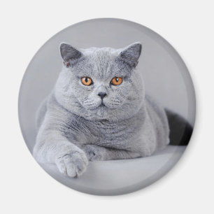 Brittisk shorthair magnet