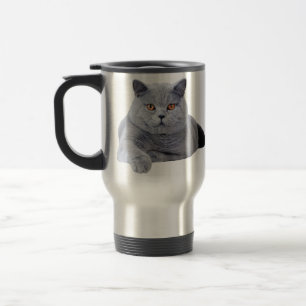 Brittisk shorthairkatt resemugg