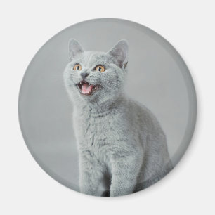 Brittisk shorthairkattunge magnet