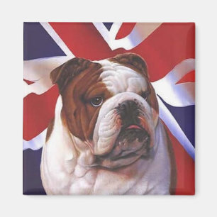 Brittisk tjurhund magnet