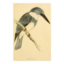 Brittiska fåglar 1863 BELTED-KINGFISHER