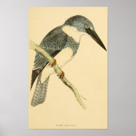 Brittiska fåglar 1863 BELTED-KINGFISHER Poster