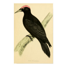 Brittiska fåglar 1863 BLACK WOODPECKER