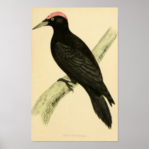 Brittiska fåglar 1863 BLACK WOODPECKER Poster