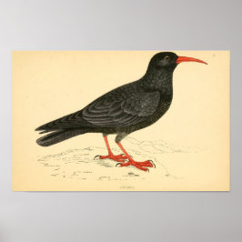 Brittiska fåglar 1863 COUGH Poster