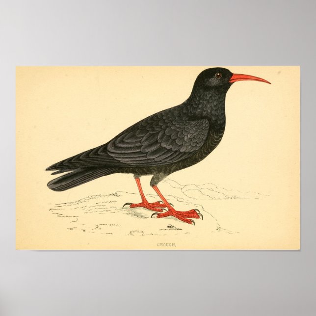 Brittiska fåglar 1863 COUGH Poster (Framsidan)