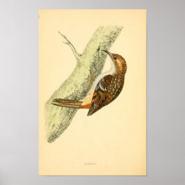 Brittiska fåglar 1863 CREEPER Poster