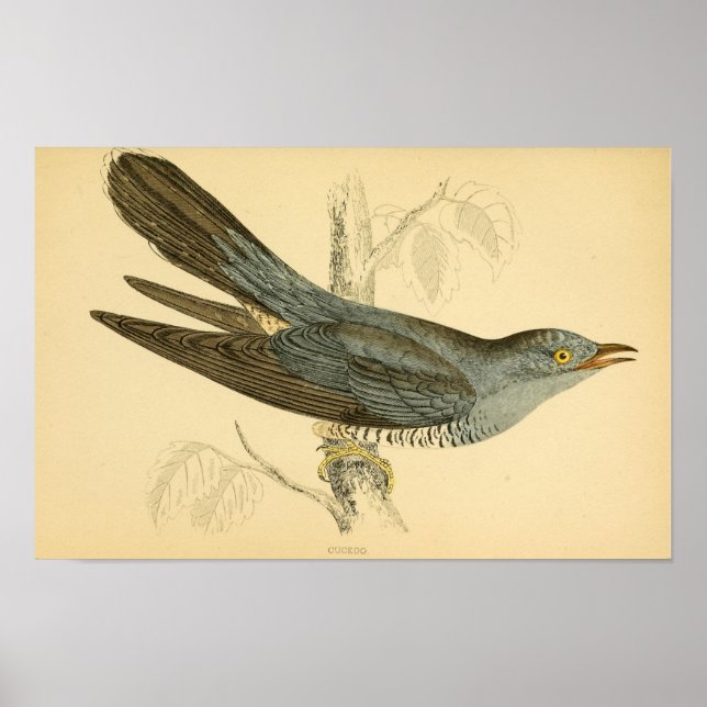 Brittiska fåglar 1863 CUCKOO Poster (Framsidan)