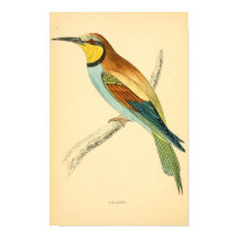 Brittiska fåglars historia 1863 BEE-EATER