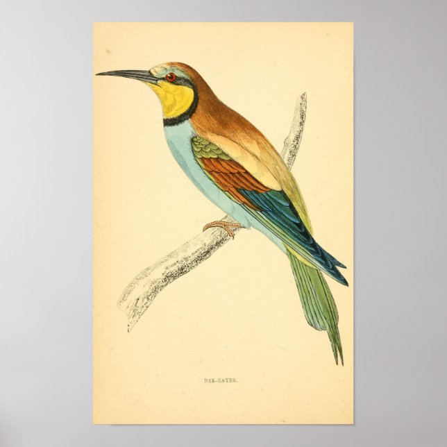 Brittiska fåglars historia 1863 BEE-EATER Poster (Framsidan)