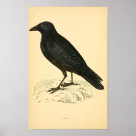 Brittiska fåglars historia 1863 KRÅKA Poster