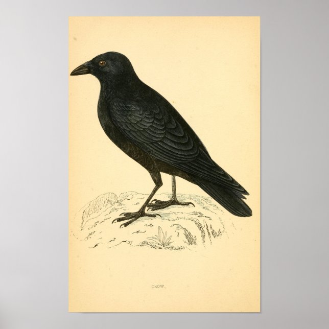 Brittiska fåglars historia 1863 KRÅKA Poster (Framsidan)