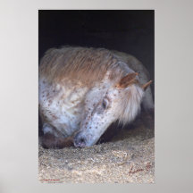 Brittiska fläckiga ponnyer