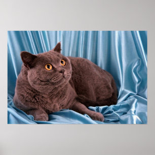 Brittiska Shorthair, blått Poster