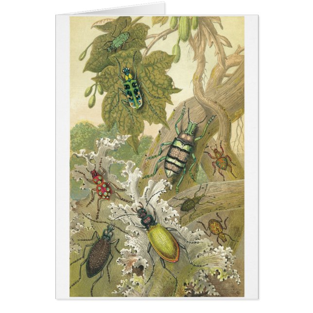 Brittiska skalbaggar hälsningskort (Framsidan)