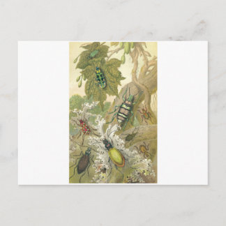 Brittiska skalbaggar vykort