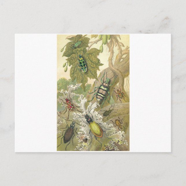 Brittiska skalbaggar vykort (Framsida)