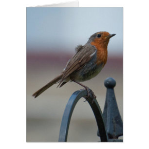 Brittiska Songbirds: Unga Robin Hälsningskort