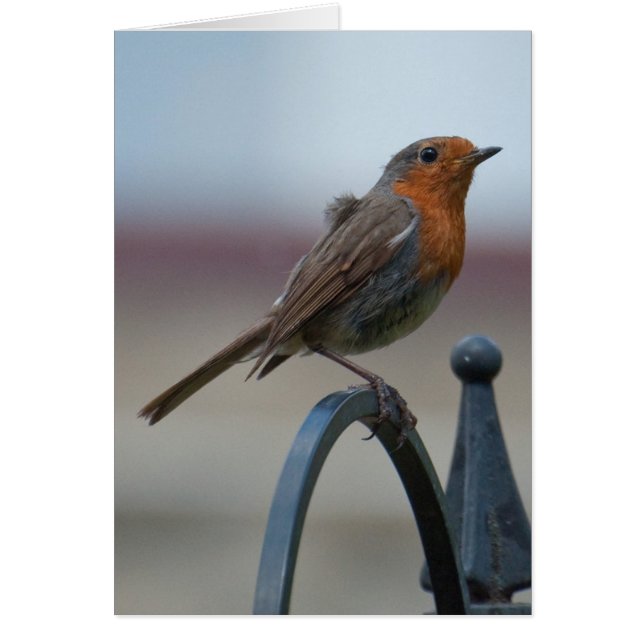 Brittiska Songbirds: Unga Robin Hälsningskort (Framsidan)