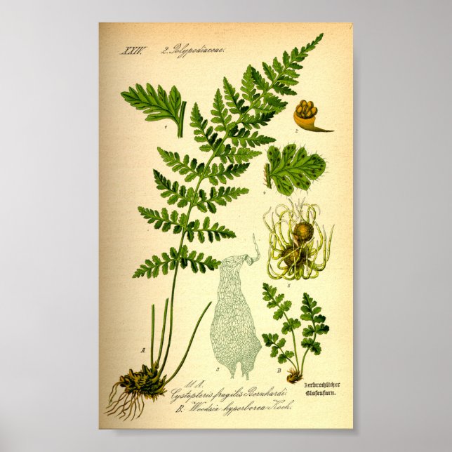 Brittle Bladder Fern (Cystopteris fragilis) Poster (Framsidan)