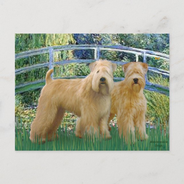 Bro - Två Wheaten Terriers Vykort (Framsida)
