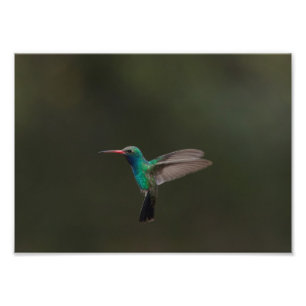 Broad-billingfågel under flygning fototryck